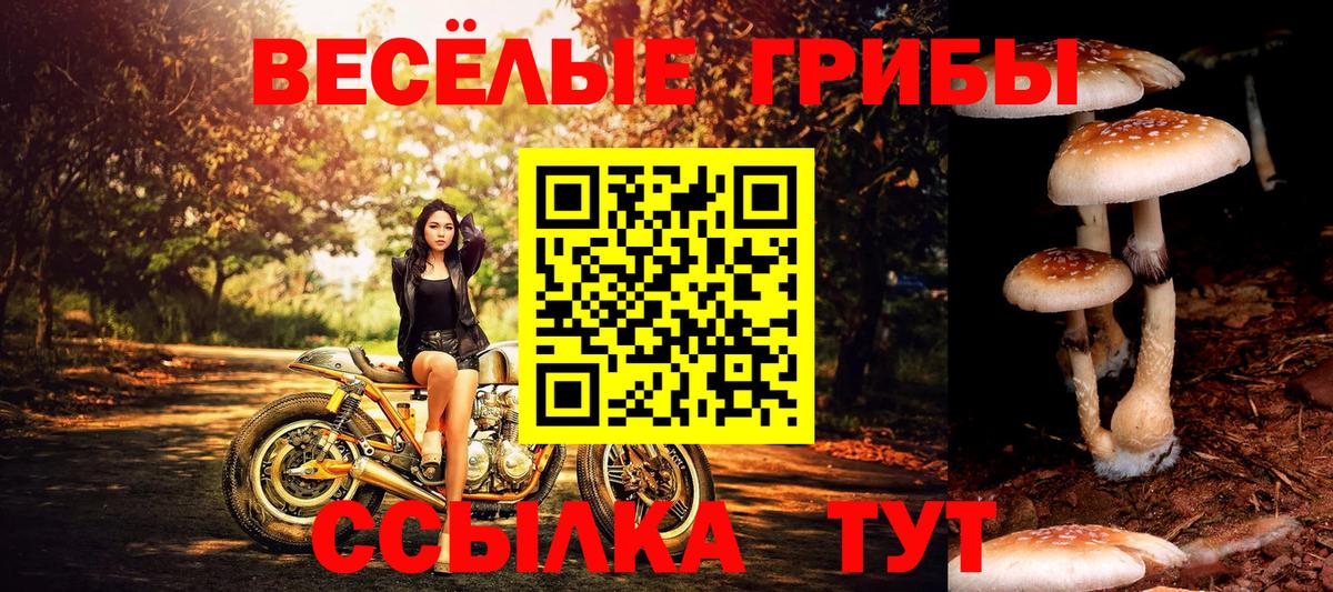 Псилоцибиновые грибы Psilocybe  Вход с VPN  даркнет сайт  Шадринск  Галлюциногенные грибы Cubensis 